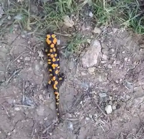 Kahramanmaraş’ta benekli semender görüntülendi
