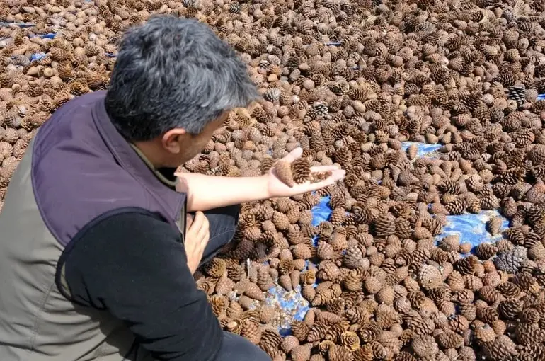 Kahramanmaraş’ta kızılçam tohumları sahaya hazırlanıyor
