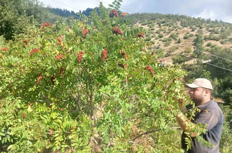 Kahramanmaraş’ta sumak hasadı
