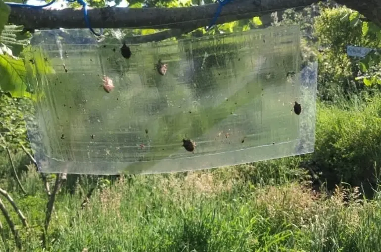 Kahverengi kokarcalar için feromon tuzaklar yenileniyor

