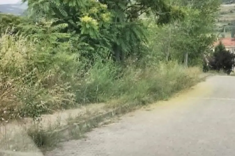 Kaldırımları otlar kaplayınca vatandaşların yılan korkusu başladı
