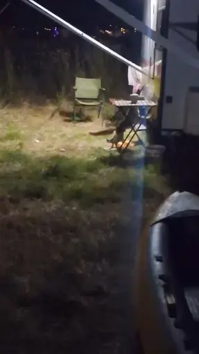 Kamp alanına giren hırsız tilki kameraya yakalandı
