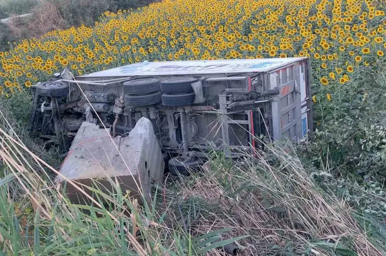 Kamyonet ayçiçeği tarlasına uçtu
