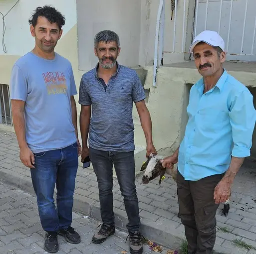Kapılara toslayan kuzunun sahibi küpesinden bulundu
