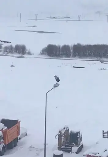 Kar ve soğuğa rağmen elektrik direğinde ayakta duran Leylek dikkat çekti

