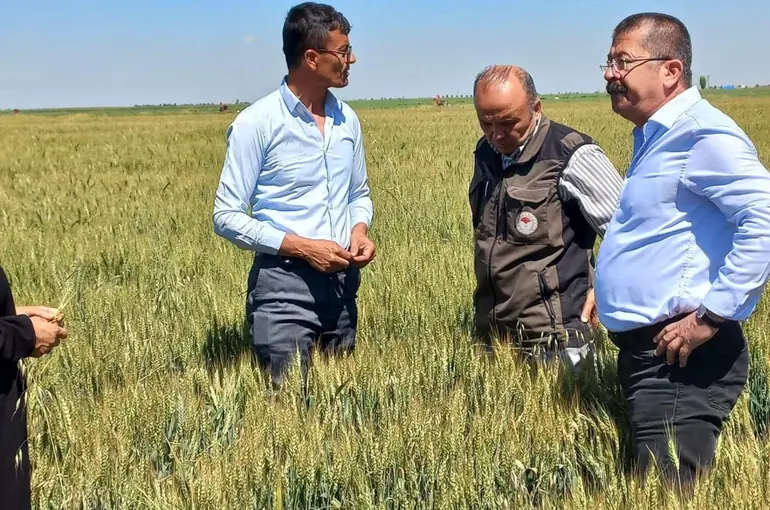 Karapınar’da dolu afetinin etkilediği alanlarda inceleme