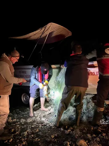 Kastamonu’da barajdan 2 bin 500 metre ağ çıktı, kurtarılan 225 sazan gölete bırakıldı
