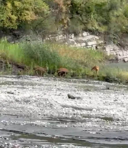 Kastamonu’da dereden su içen karacalar kameraya yansıdı
