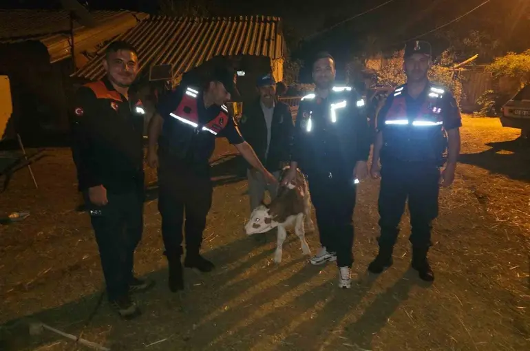 Kayıp büyükbaş hayvan, tarlada doğum yapmış halde bulundu
