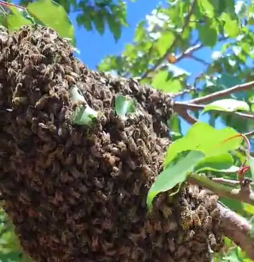 Kayısı bahçesinde arılar oğul verdi
