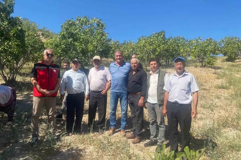 Kaymakam Arıkan, incir hasadına katıldı

