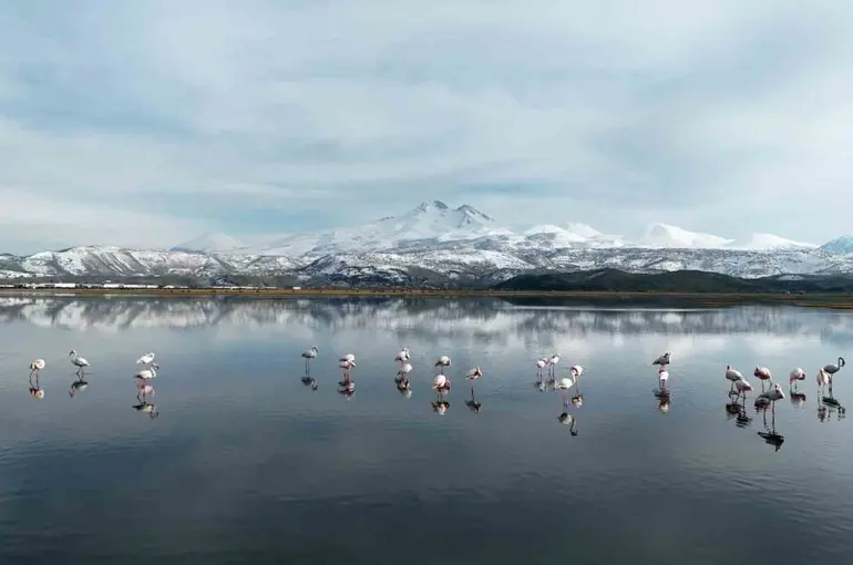 Kayseri’nin ilk flamingo kafilesi geldi
