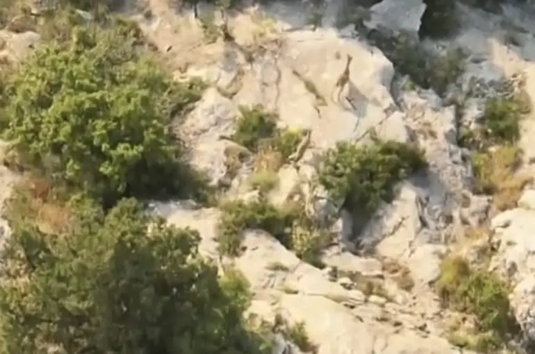 Kazankaya Kanyonu’nda yaban keçileri doğal yaşam alanlarında görüntülendi
