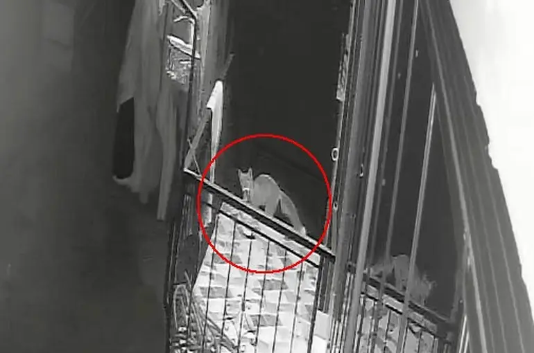 Kedi, köpek sandığı terlik hırsızı tilki çıktı