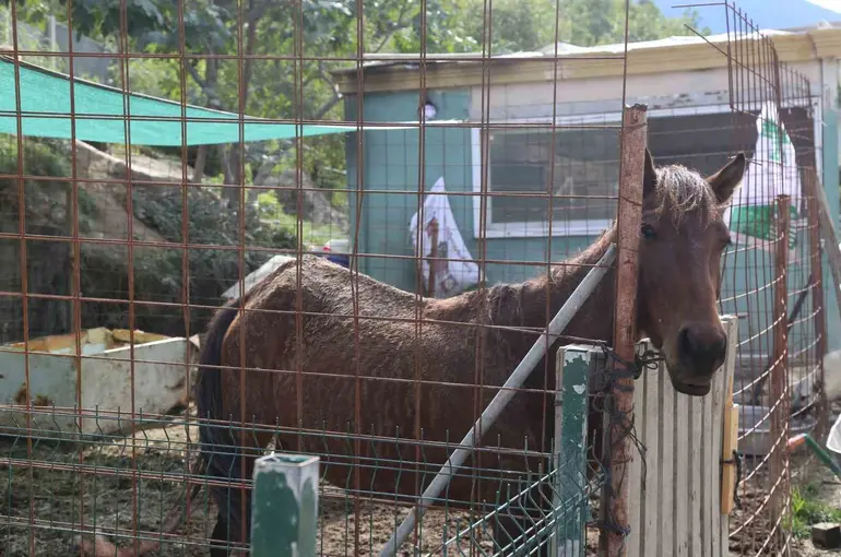 Kesime götürülürken kurtarılan atlara 5 yıldır gönüllüler bakıyor
