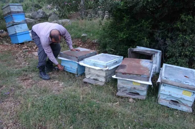 Keven ve kekik balı için yayla yolculuğu başladı
