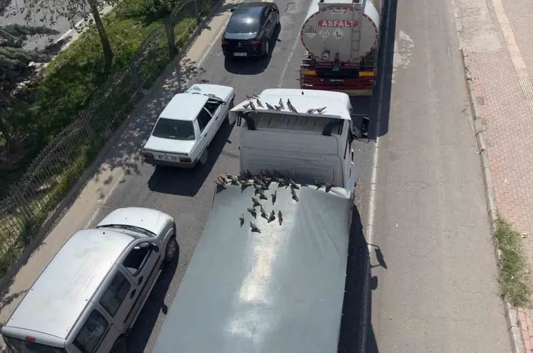 Kırmızı ışıkla birlikte kumruların ziyafeti başlıyor
