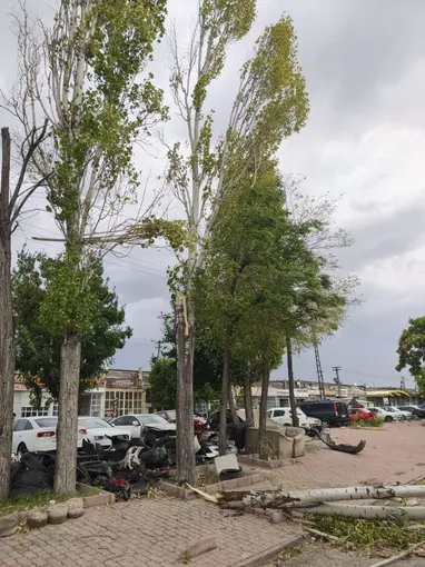 Konya'da fırtına ağacı tramvay yoluna devirdi! Yaralı da var