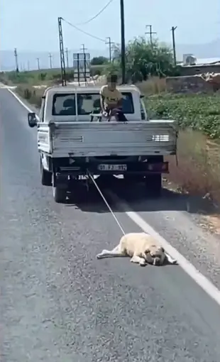 Köpeği kamyonetin arkasına bağlayıp sürükleyerek götürdü
