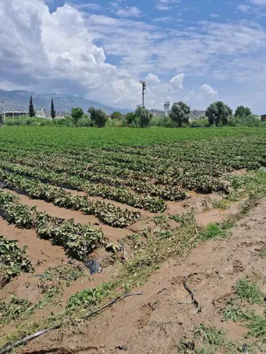 Köşk’te sel sonrası arazilerde hasar tespiti başlatıldı
