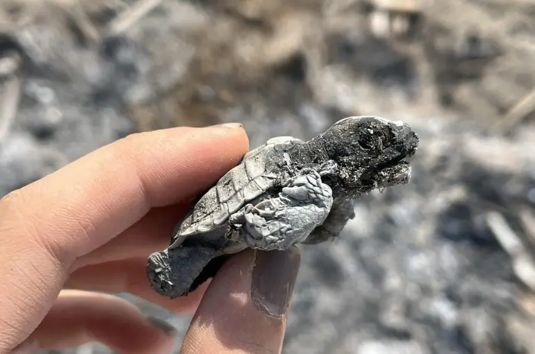 Kumsalda yakılan ateş denize ulaşmaya çalışan yavru carettayı yakıp telef etti
