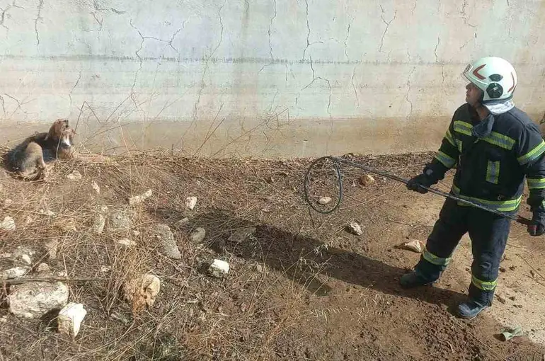 Kuru havuzda mahsur kalan köpek kurtarıldı
