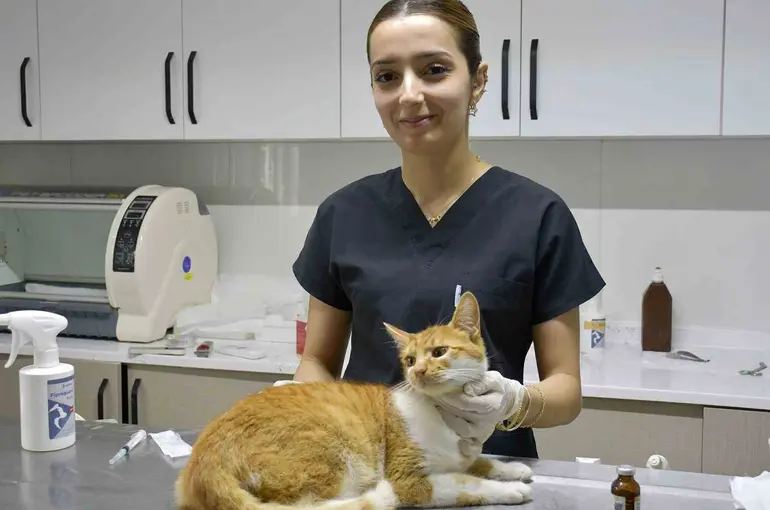 Kuşadası’nda 1 yılda bin 539 sokak kedisi ücretsiz kısırlaştırıldı

