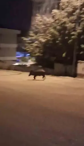 Mahalleye inen domuzları böyle kovaladı
