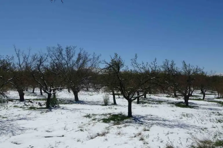 Malatya’da kayısıda don endişesi
