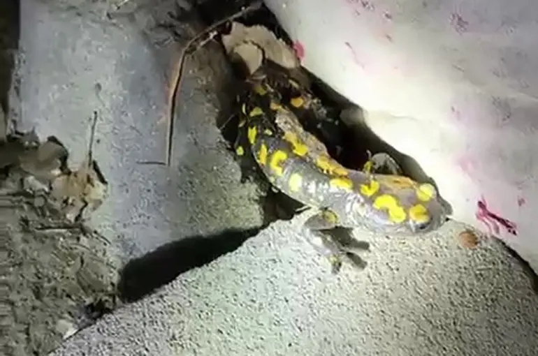 Malatya’da nesli tükenmekte olan semender yağış sonrası görüntülendi

