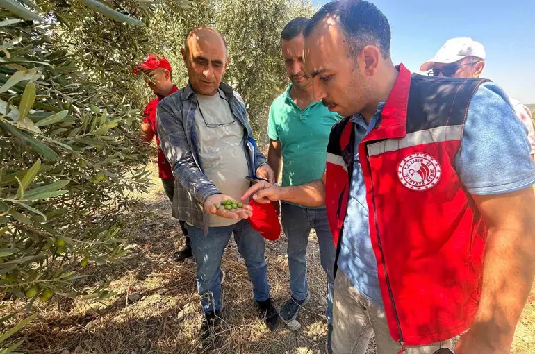 Manisa’da 2026 zeytin ve zeytinyağı rekoltesi sahada belirlenecek
