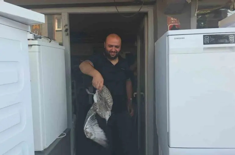 Martı yavrusu beyaz eşya tamircisini karıştırdı
