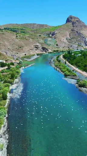 Martılar, Murat Nehri’nde görsel şölen oluşturdu
