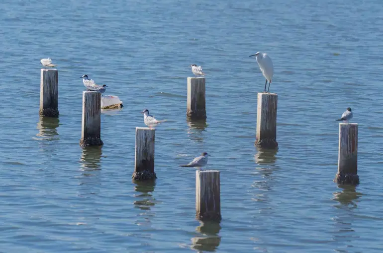 Mavişehir’in doğal dokusu Flamingo Doğa Parkı’yla canlanıyor

