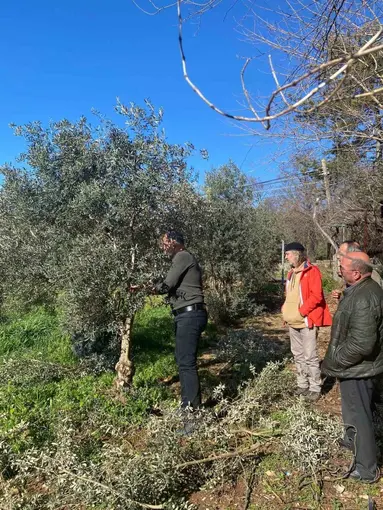 Menteşe’de zeytin ağaçları mercek altında
