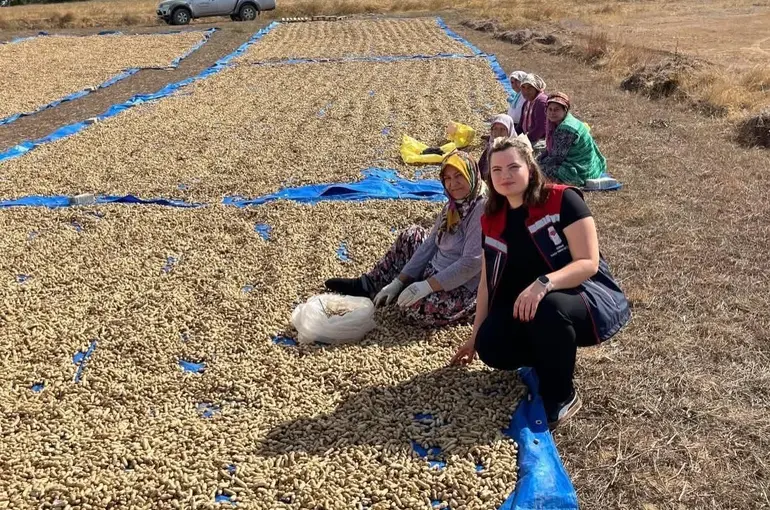 Meriç’te yer fıstığı hasadı başladı
