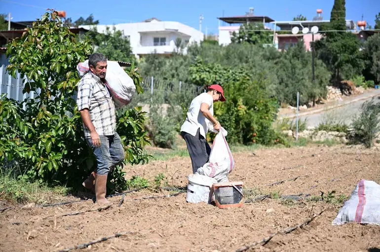 Mersin’de üreticilere 10 bin enginar yumrusu desteği
