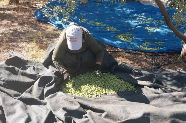 Mersin’de zeytin hasadı başladı: Bahçede 10 ile 60 TL arasında
