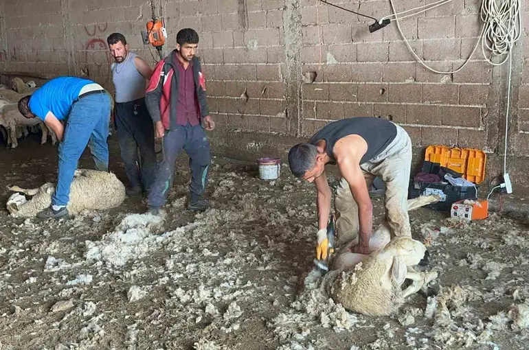 Milyonlarca lira değerindeki yapağının ekonomiye kazandırılması için tesis çağrısı
