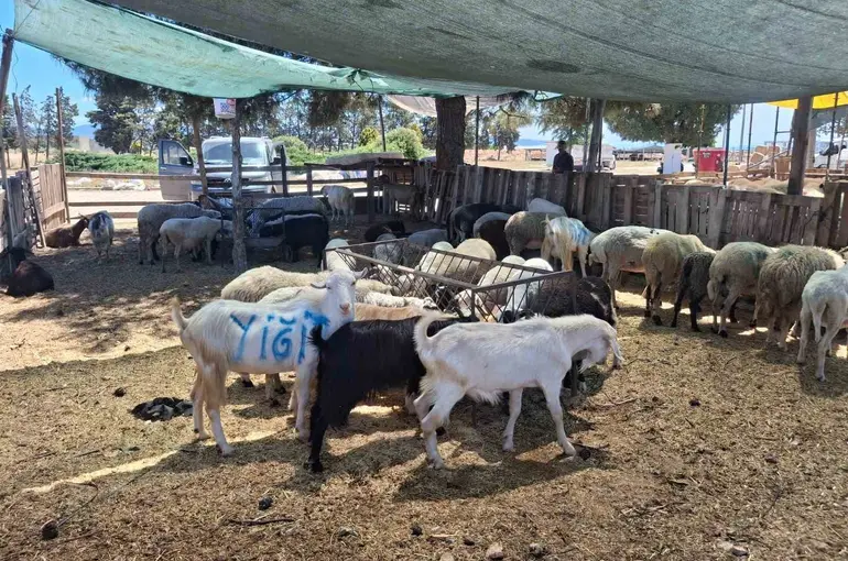 Nazilli ve Çine hayvan pazarları yeniden açılıyor
