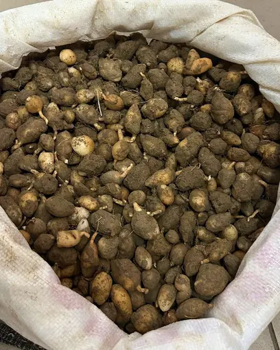 Nesli tehlike altındaki bitkinin yumrularını söken kişiye yarım milyonluk ceza

