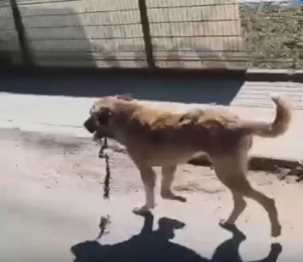 Ordu’da ağzına çengel takılan köpek kurtarıldı
