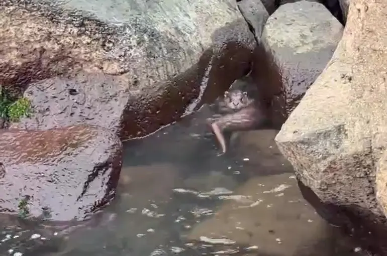 Ordu’da kayalıkların arasında avlanan su samuru görüntülendi

