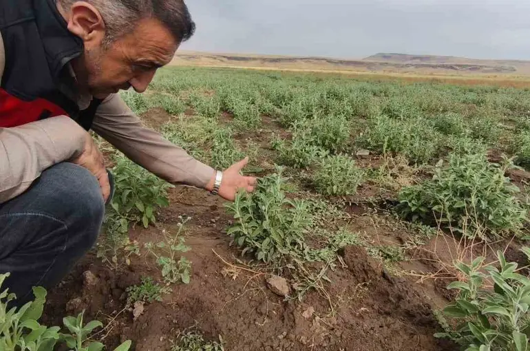 Patnos’ta Ada Çayı heyecanı: İlk hasat için geri sayım başladı
