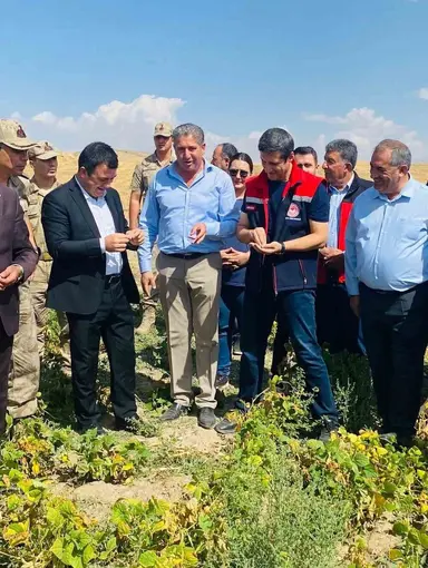 Patnos’ta fasulye hasadı başladı
