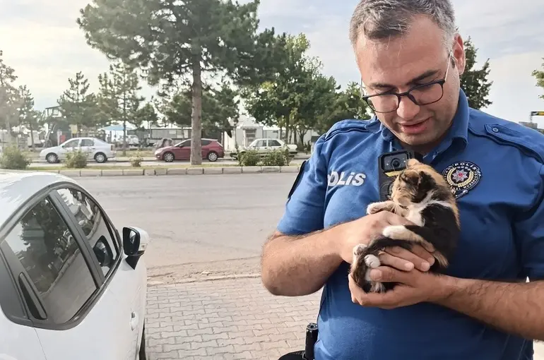 Polis bu kez bir yavru kedi için seferber oldu
