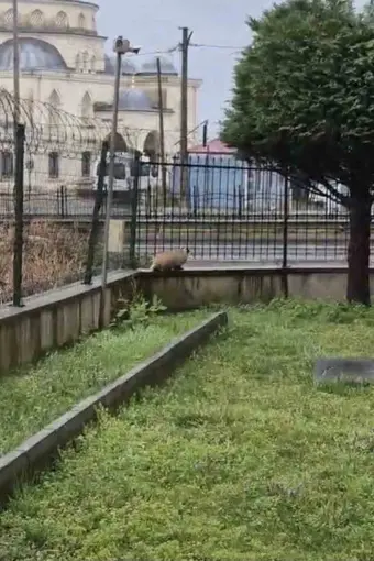 Porsuk yanlışlıkla site bahçesine girerse...
