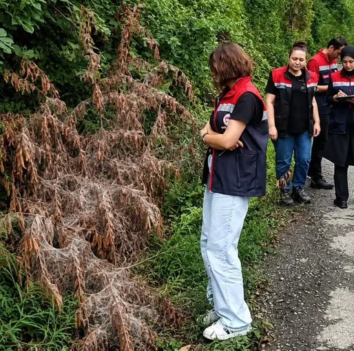 Rize’de tarım alanlarını istila eden Amerikan Beyaz Kelebeği için mücadele başladı
