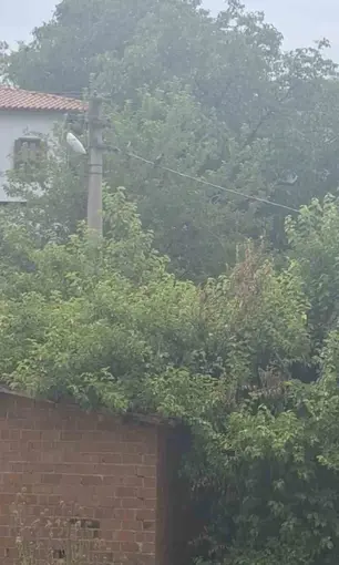 Safranbolu’da karganın "Allah" diye ses çıkardığı anlar kameraya yansıdı
