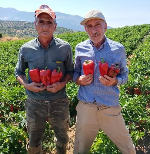 Salihli’de kapya biberde hasat zamanı
